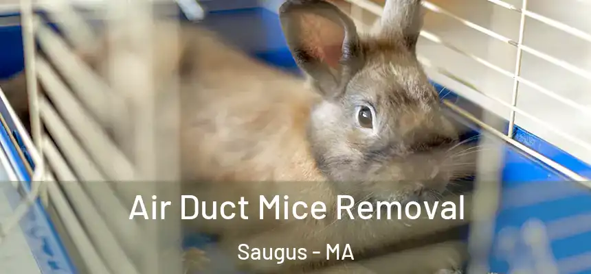  Air Duct Mice Removal Saugus - MA